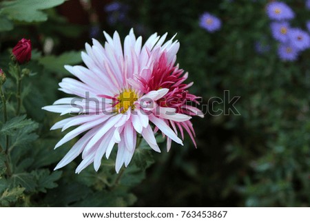 Beautiful chrysanthemum flowers growing in the garden on sunny summer day. Natural floral background.
