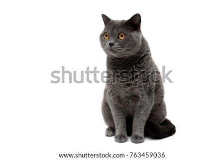 beautiful adult cat with yellow eyes on a white background. horizontal photo.