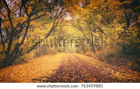 The road through the autumn forest.