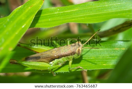 Grasshopper on a green leaf.