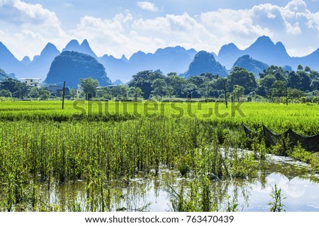 Rice fields and countryside scenery in summer.