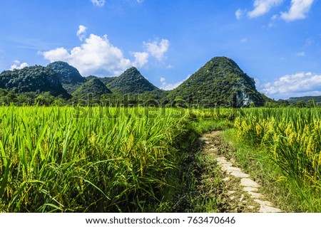 Rice fields and countryside scenery in summer.