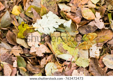 fallen gray yellow foliage from trees, background