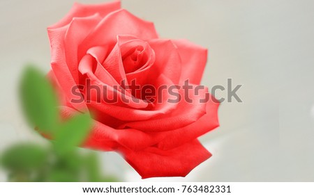 red rose flower . close up red rose flower 
