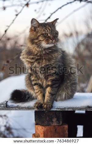 proud siberian cat on snow edge