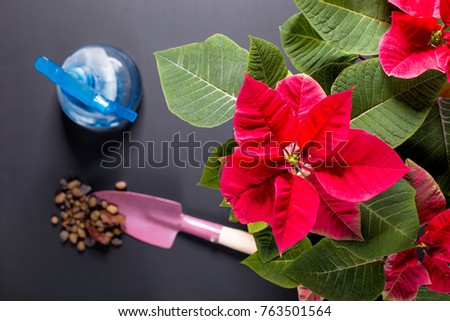 On the image is a flower Christmas star, another name is Poinsettia and tools for the care of indoor plants. In the picture there is a flower and dirt for plants.									
