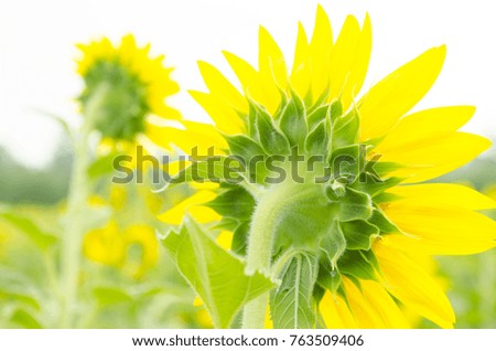 Behind the yellow sunflower