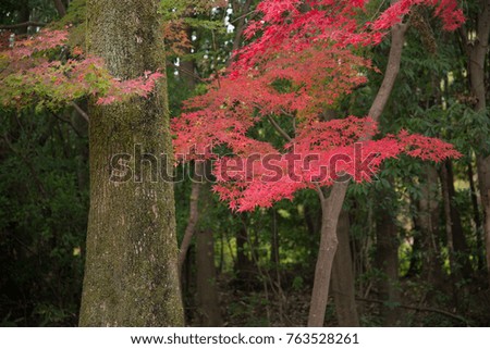 Landscape photography of the autumn background in Japan.