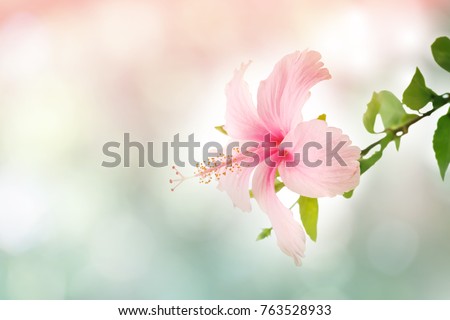 Sweet pink Hibiscus Flower soft focus on natural bokeh background. Hibiscus Flower in soft focus.