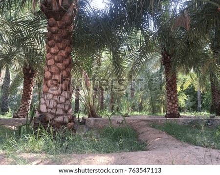 Palm tree farm