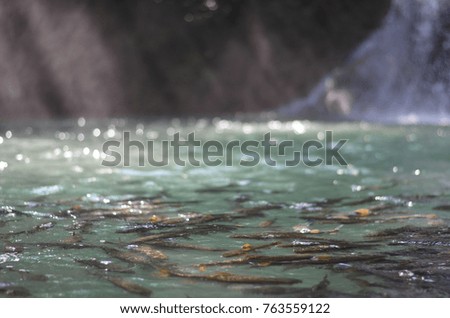 Fishes on waterfall with bokeh from water and sunlight background.