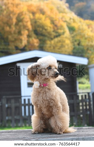 Fashionable toy poodle