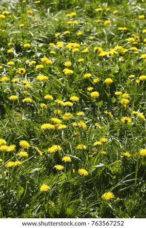 Flower Meadow with yellow  blossoming Dandelion flowers,  (Taraxacum)