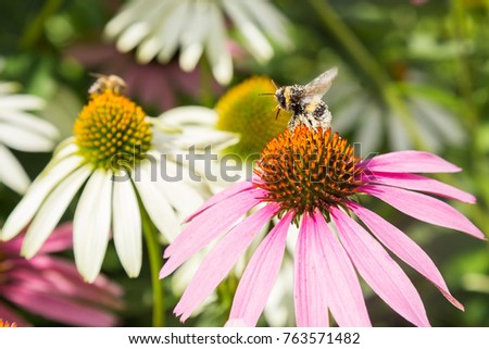 Bee collects honey - echinacea blossom in spring