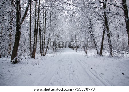 winter forest landscape with covered snow tree