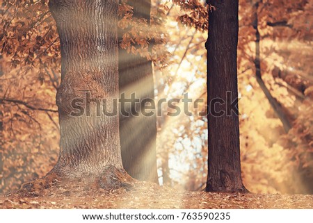 autumn landscape / sunrays in autumn trees. Sunset in the forest with yellow leaves. Indian summer for a walk in the autumn park. Glare and sun rays concept of landscape in nature