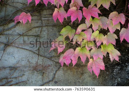 Beautiful leaves changing color in autumn