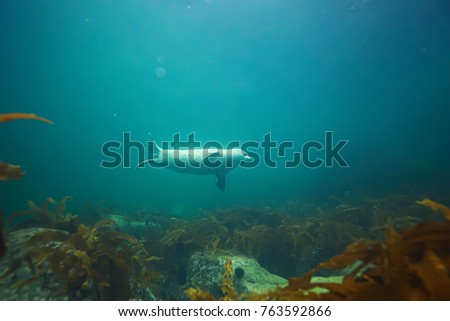 marine animals underwater photo