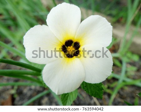 White flower  on isolated  green  background