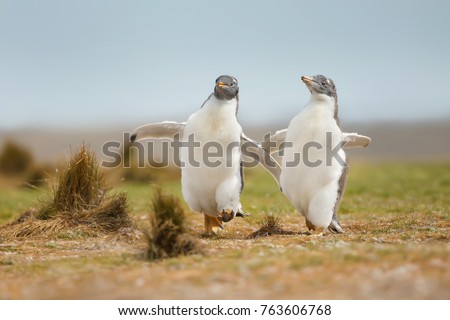 Two young gentoo penguin chicks happily running on the grass field in the Falkland islands.  Wildlife and its behavior. Royalty-Free Stock Photo #763606768