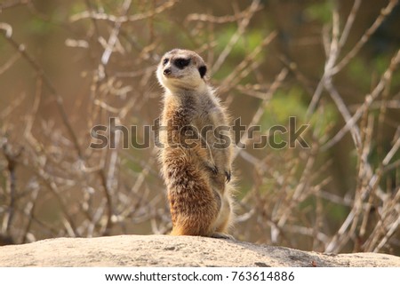 Meerkat or Suricate, Suricata suricatta, sentinels