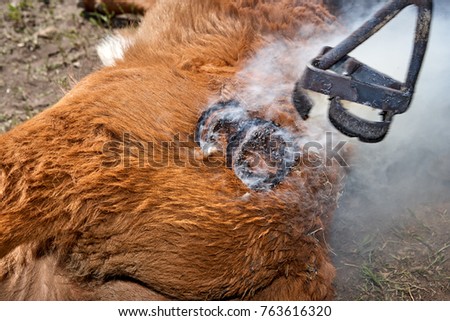 Brand being applied to a steer using a traditional fire heated branding iron to mark the animal for ownership and identification Royalty-Free Stock Photo #763616320