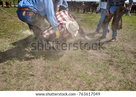 Cowboy grappling with a lassoed steer on the ground in a cloud of dust helped by a colleague