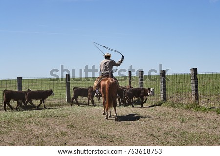 Horseback riding cowboy herding cattle with lasso rope at farm on sunny day, Kansas, USA Royalty-Free Stock Photo #763618753
