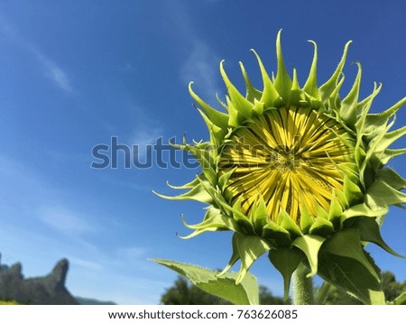 Closeup a single sunflower bud and blue sky background