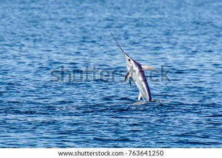Fish sword in a jump Royalty-Free Stock Photo #763641250