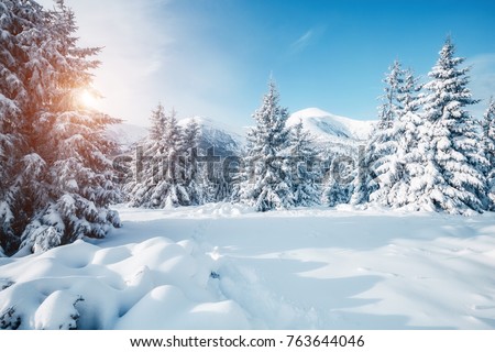 Beautiful winter nature landscape, amazing mountain view. Scenic image of woodland. Frosty day on ski resort. Location Carpathian, Ukraine. Superb winter wallpapers. Explore the beauty of earth. 