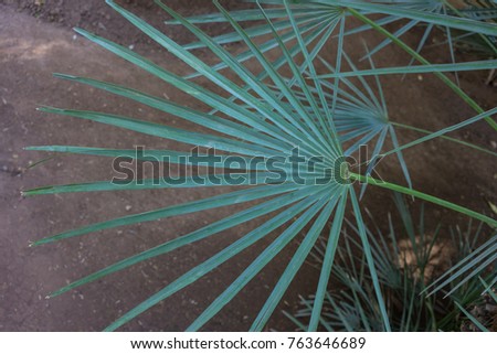 palm leaf of trachycarpus fortunei close up pattern view