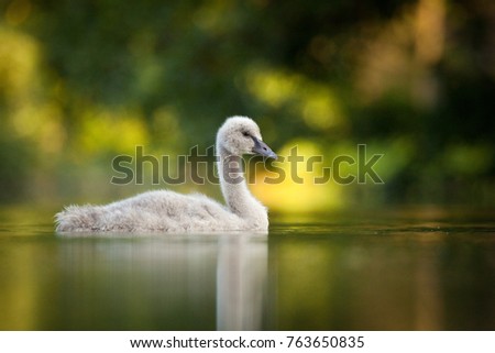 Black swan photographing in the underground garden