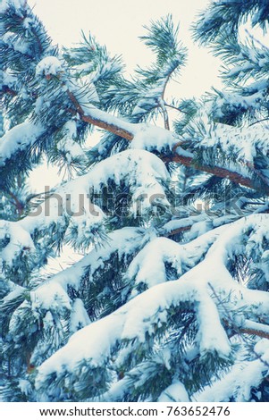 Photo of snowy christmas tree in winter day