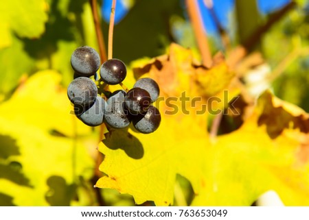 Small bunches of grapes left in the vineyard after harvest in the late autumn, at the bottom the colorful landscape is blurry