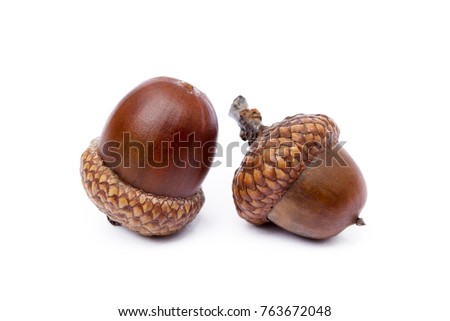 Ripe acorns isolated on a white background  Royalty-Free Stock Photo #763672048
