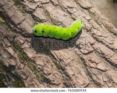 Green caterpillar on a tree