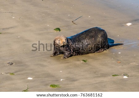 Southern Sea Otter leaves the water to rest in the sand in Moss Landing, along the Monterey Bay of the Pacific Ocean in the central coast of California. 