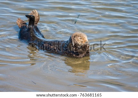 Southern Sea Otter 