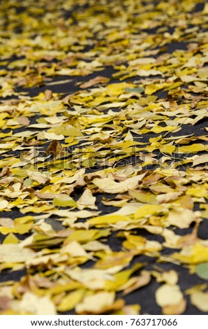 Autumn leaf strewn across the streets. Background with neutral colors and leaf.