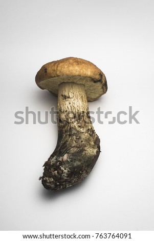 Leccinum mushroom on white background
