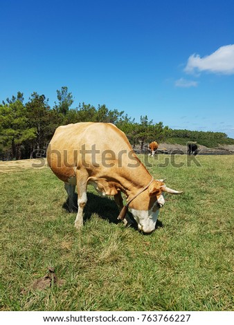 A red-haired young cow is grazing on the field of bright green grass near the sea. 
cattle on a sunny day on the seashore. 
