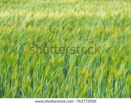 Present, real wheat field on a windy, summer day