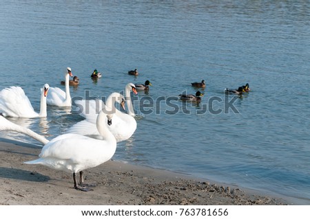 Flock of beautiful white mute swans swim in the blue water surrounded by ducks selective focus Novi Sad, Serbia