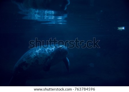A Manatee in an aquarium with a reflection. 