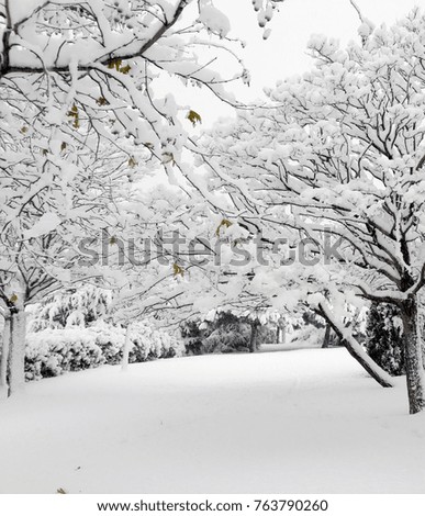 Winter  trees snowy landscape