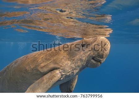 Dugong dugon (seacow or sea cow) close up swimming in the tropical sea and breathing on the water  surface