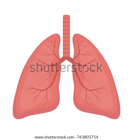 Lungs icon, flat style. Internal organs of the human design element, logo. Anatomy, medicine concept. Healthcare. Isolated on white background. Vector illustration Royalty-Free Stock Photo #763803754