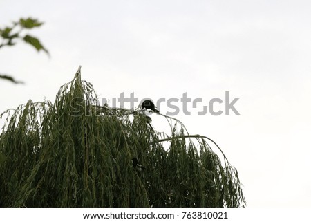 Magpies on a weeping willow 