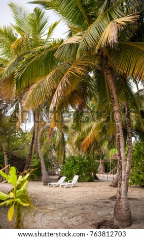 Palm leaves. lounge chairs in a Tropical Forest on the island in indian ocean.Beautiful landscape of humid tropical jungle .Picture of a tropical forest background with two beach chairs